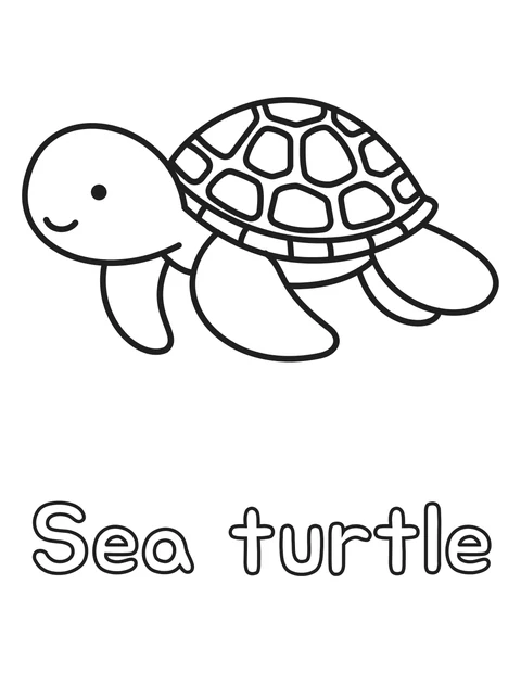 Sea turtle
