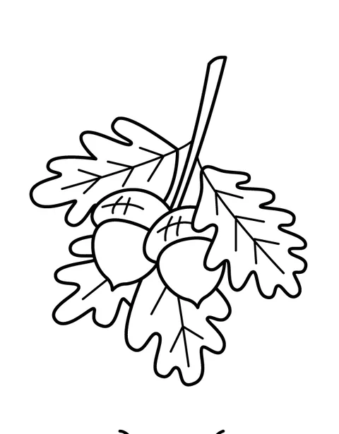 Acorns