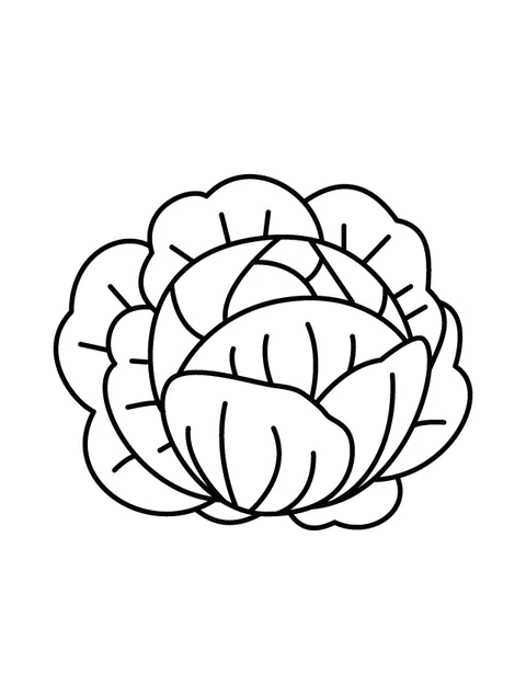 Cabbage