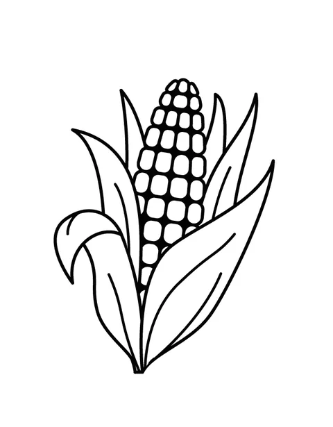 Corn